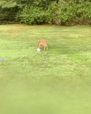 Baby deer wants to play soccer!
Can’t believe I woke up to the sweetest baby deer outside my window playing with my son’s soccer ball in our yard.  Mama deer was watching contentedly!  Had to share this sweet moment!! ❤️❤️❤️